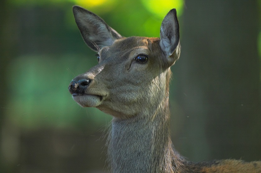 Frauenbild (Cervus Elaphus)