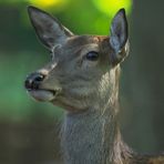 Frauenbild (Cervus Elaphus)