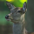 Frauenbild (Cervus Elaphus)