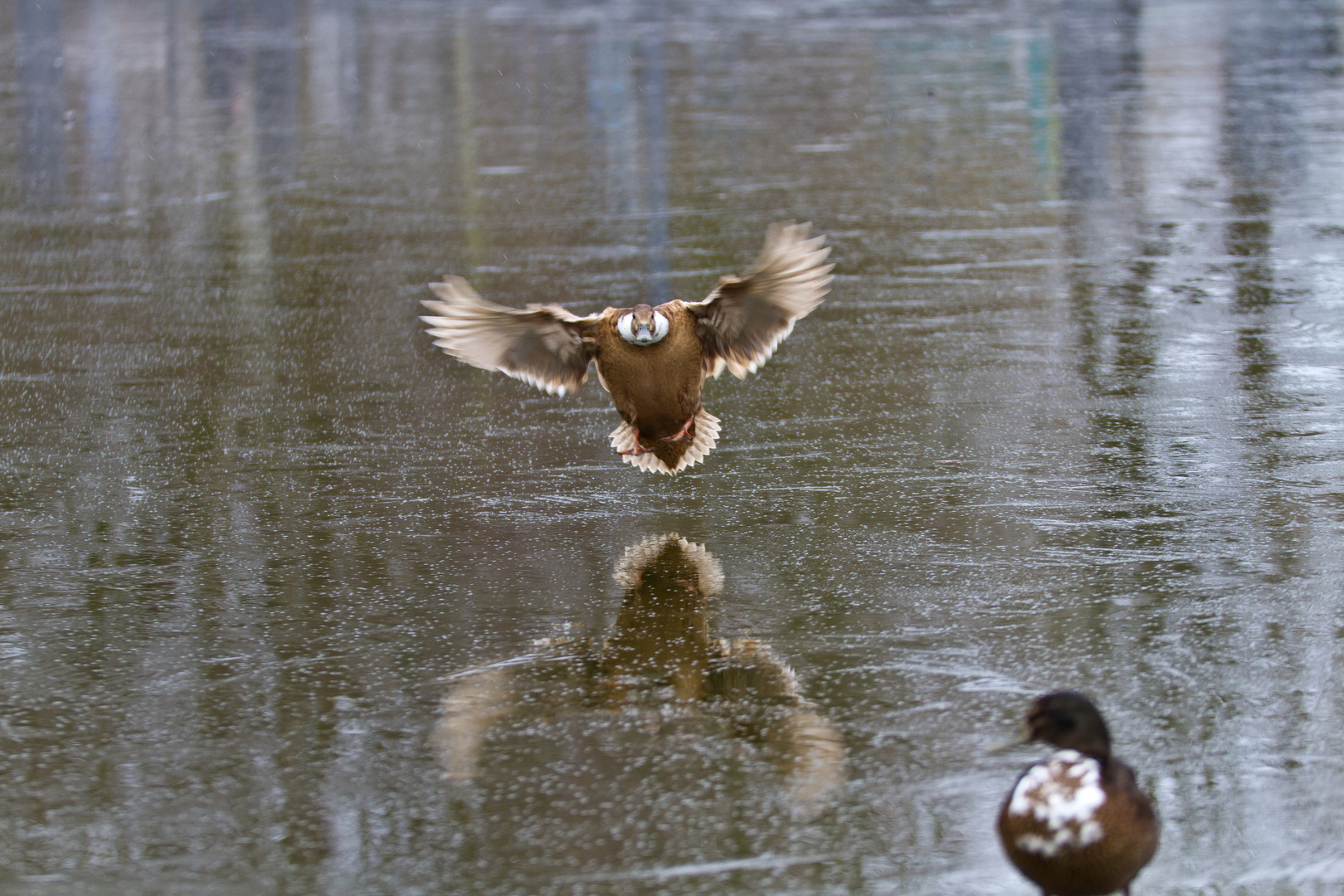 frauen_die_nach_enten_schauen