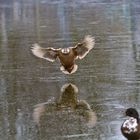 frauen_die_nach_enten_schauen