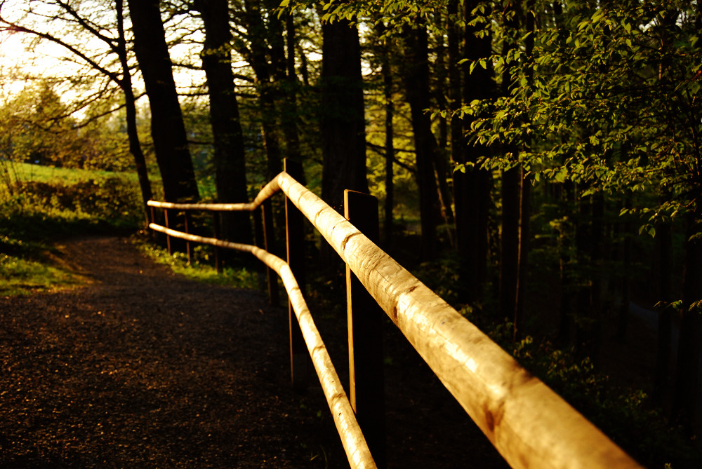 Frauenfelder Wald