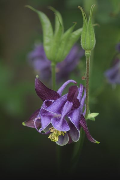 Frauenhandschuh (Akelei)