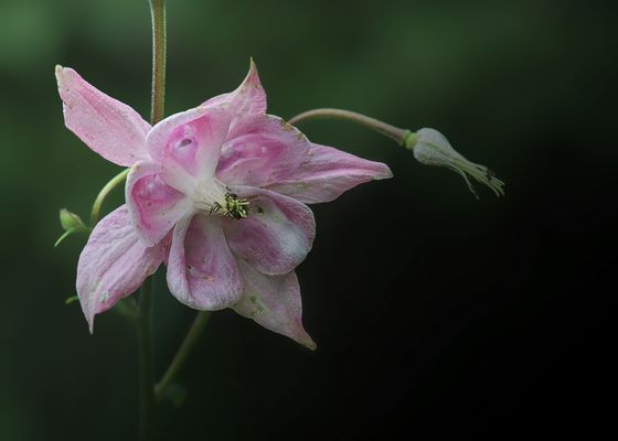 Frauenhandschuh (Akelei)
