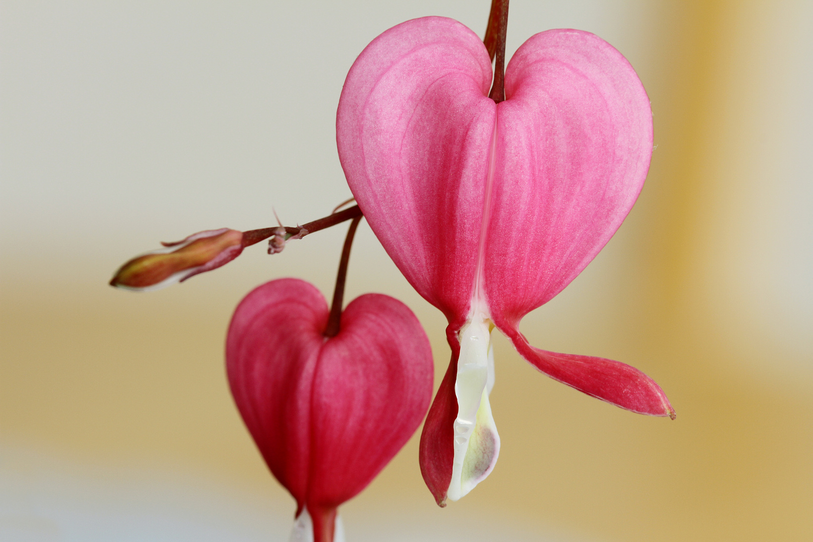 Frauenherz Blüte