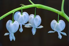 Frauenherz (Dicentra spectabilis)