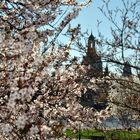 Frauenkirche im Frühlingskleid