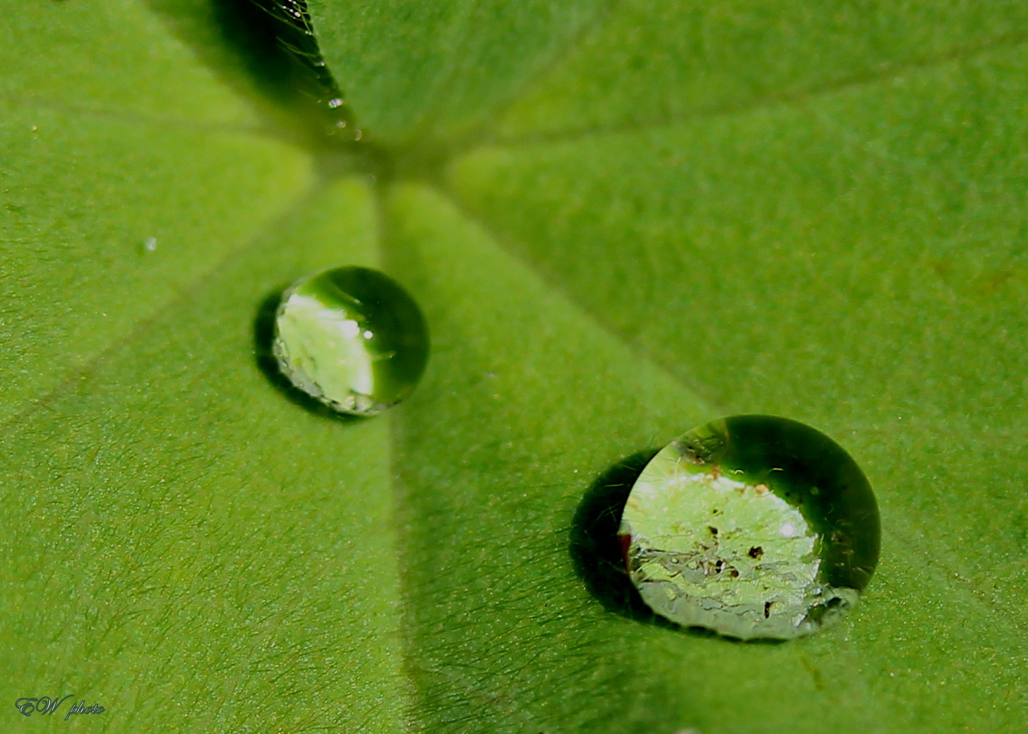 "Frauenmantel" (Alchemilla) nach dem Regen...