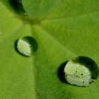 "Frauenmantel" (Alchemilla) nach dem Regen...