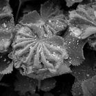 Frauenmantel (Alchemilla) nach dem Regen