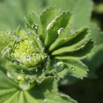 Frauenmantel 'Alchemilla' nach dem Regen