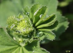 Frauenmantel 'Alchemilla' nach dem Regen