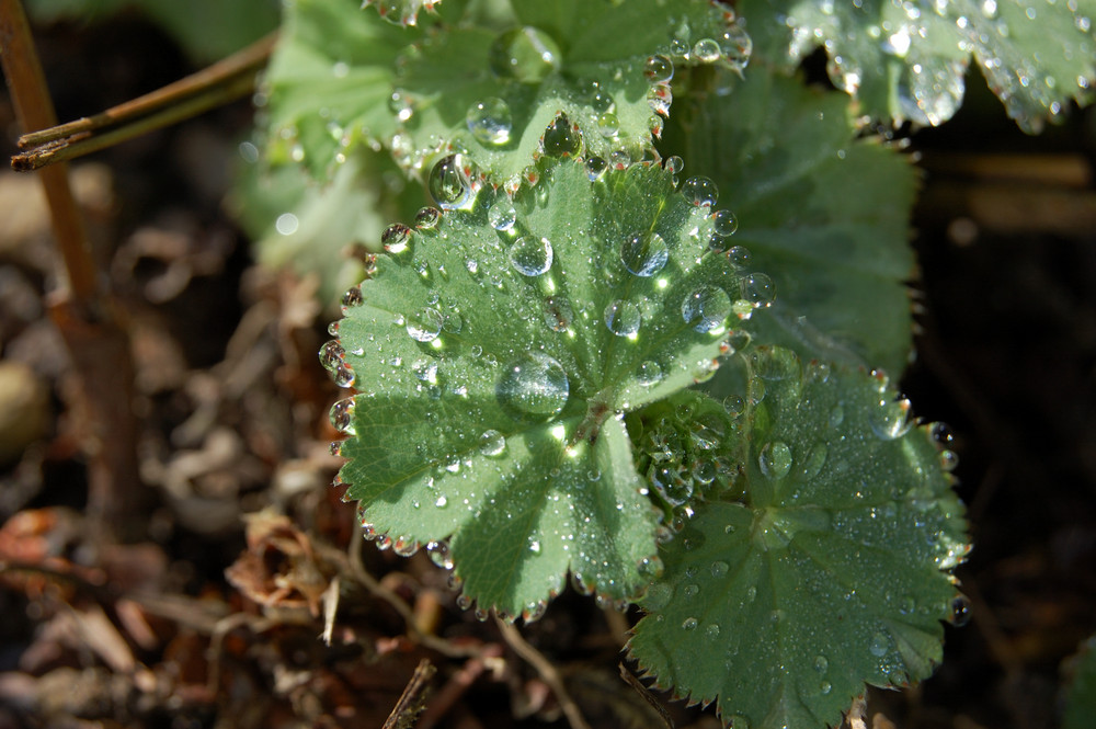 Frauenmantel (Alchemilla spec.)