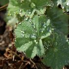 Frauenmantel (Alchemilla spec.)