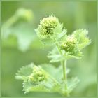 ... Frauenmantel...  (Alchemilla Vulgaris)