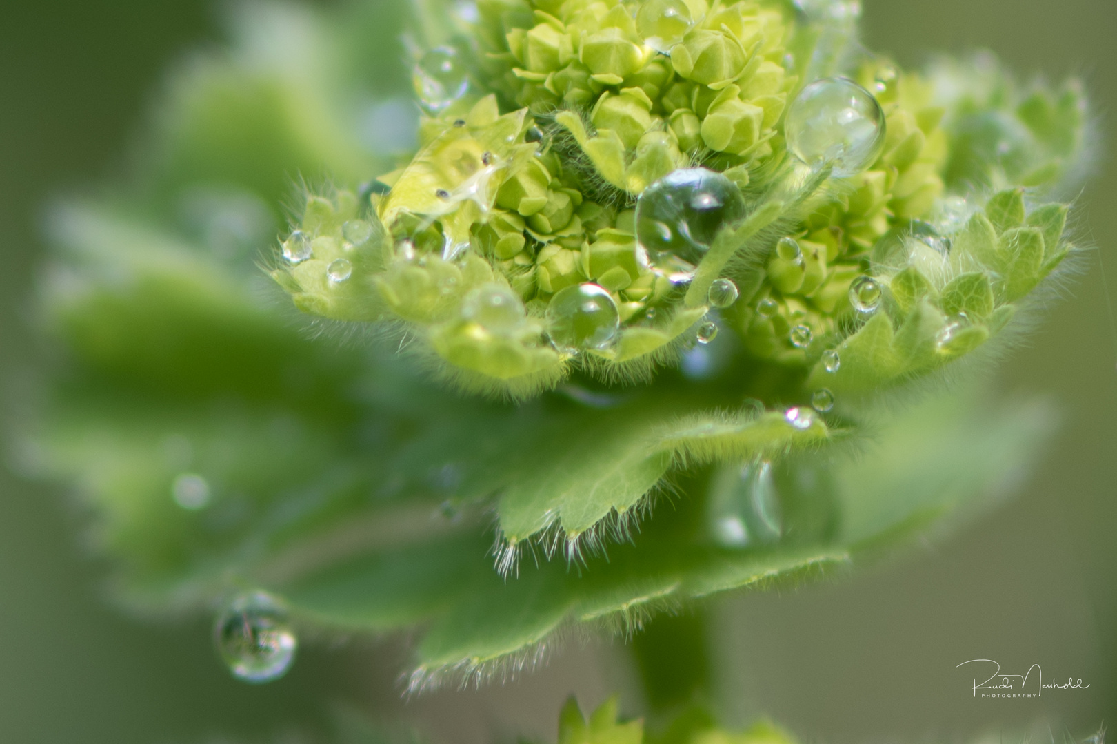 Frauenmantel im Garten nach dem Regen