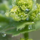 Frauenmantel im Garten nach dem Regen