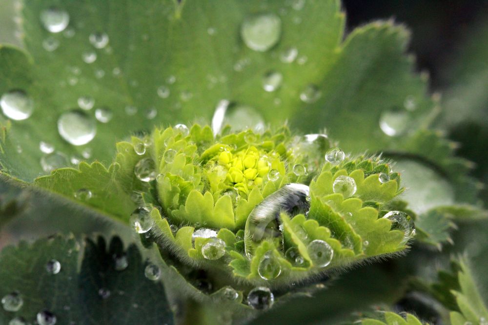 Frauenmantel im Regen von julia-h 