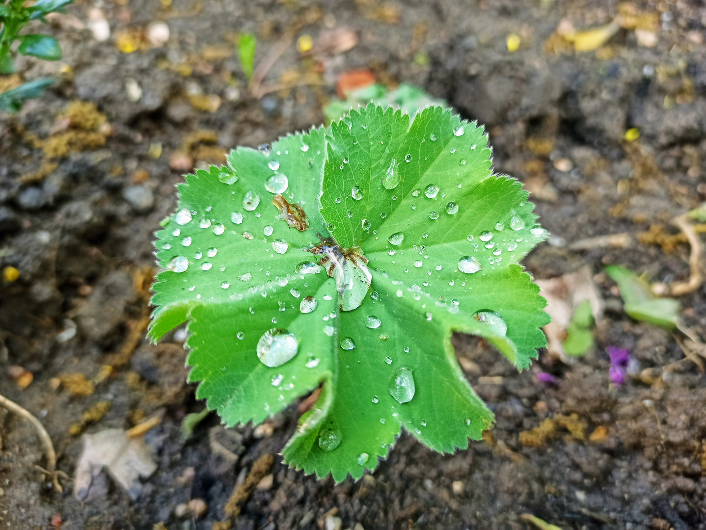 Frauenmantel im Regen