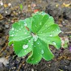 Frauenmantel im Regen