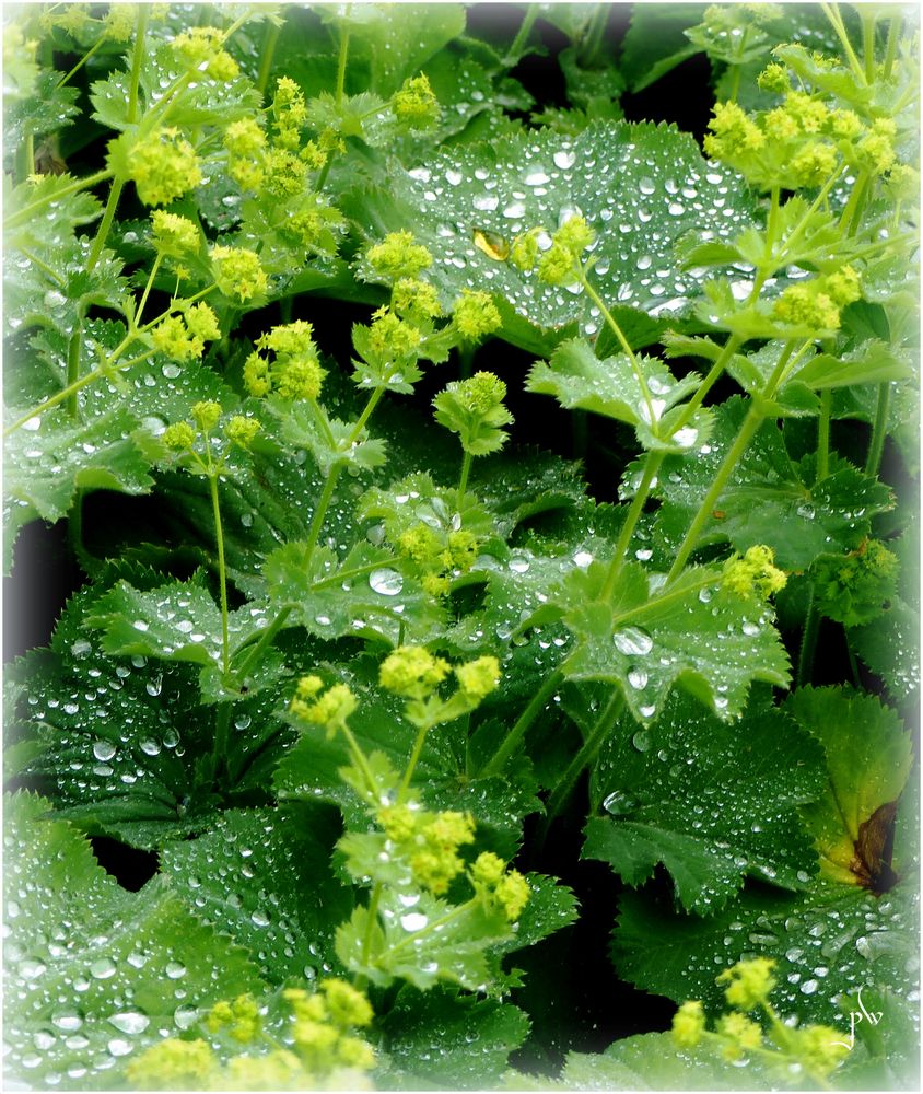 Frauenmantel mit Perlen Foto & Bild | regen, natur, pflanzen Bilder auf ...