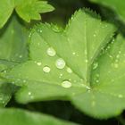 Frauenmantel nach dem Regen