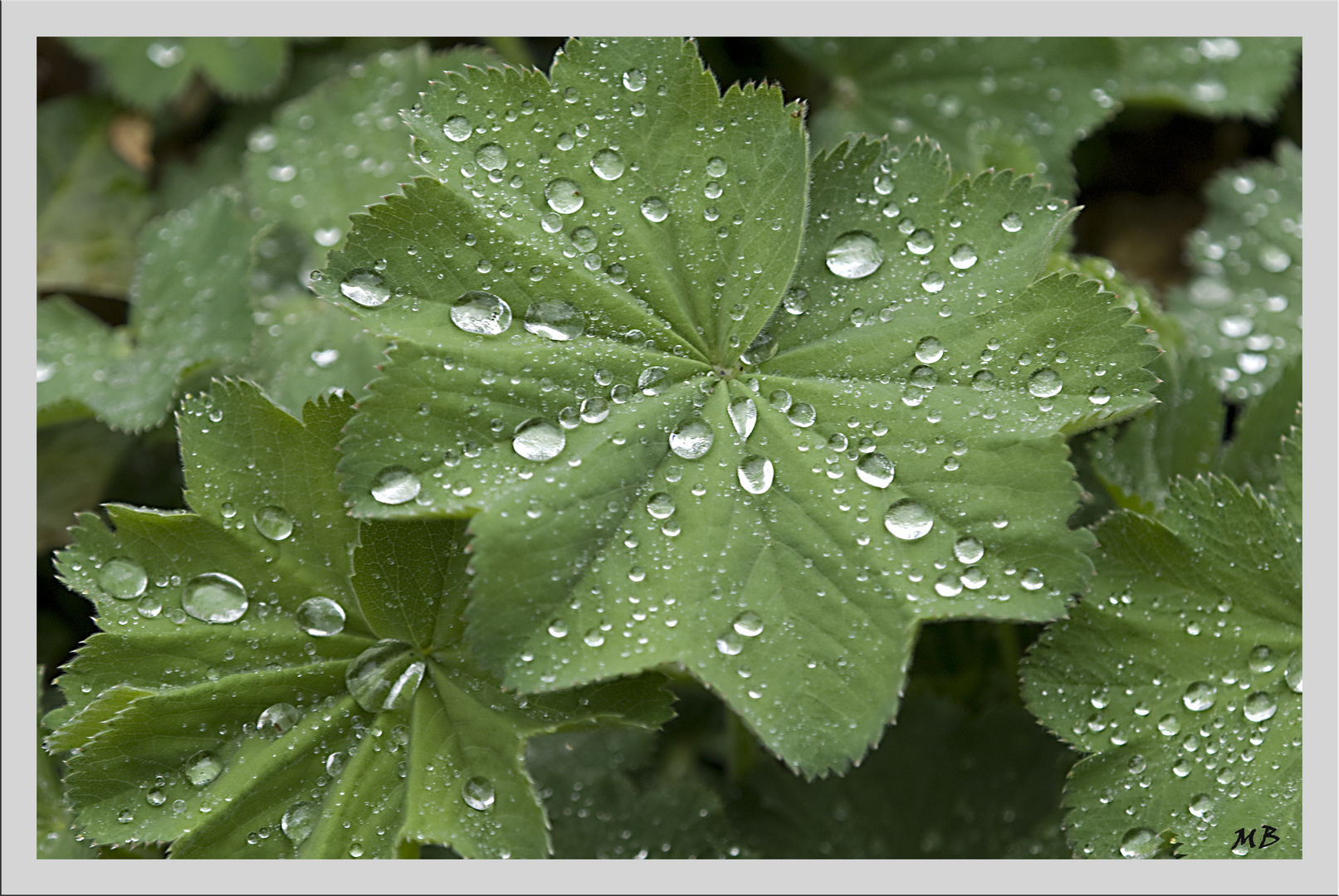 Frauenmantel nach dem Regen...