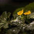 Frauenmantel und Dotterblume