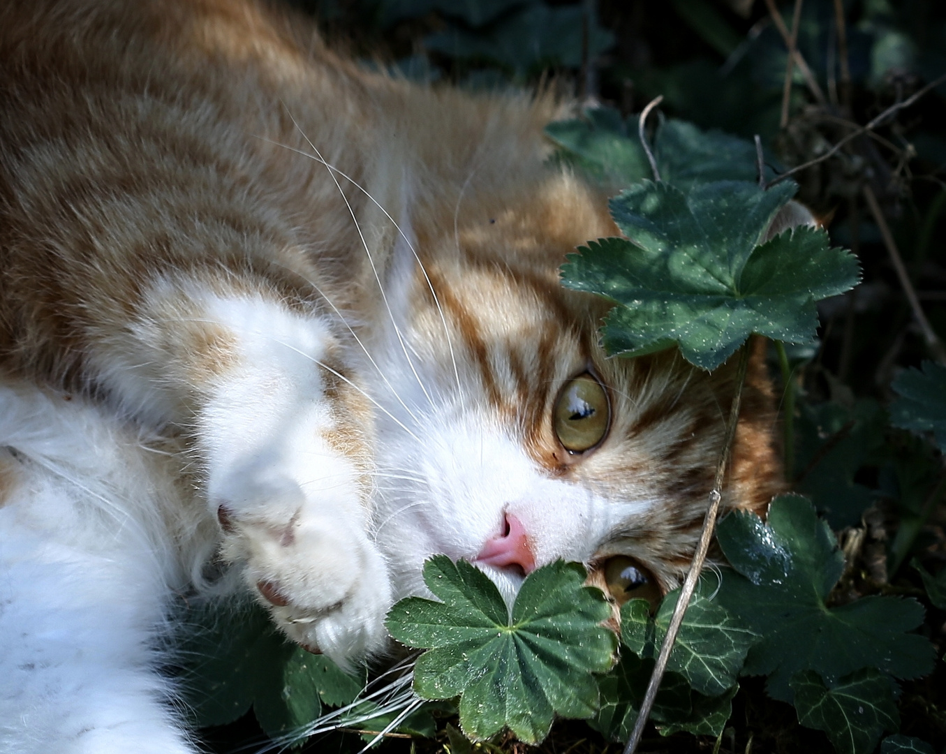 Frauenmantelkatze