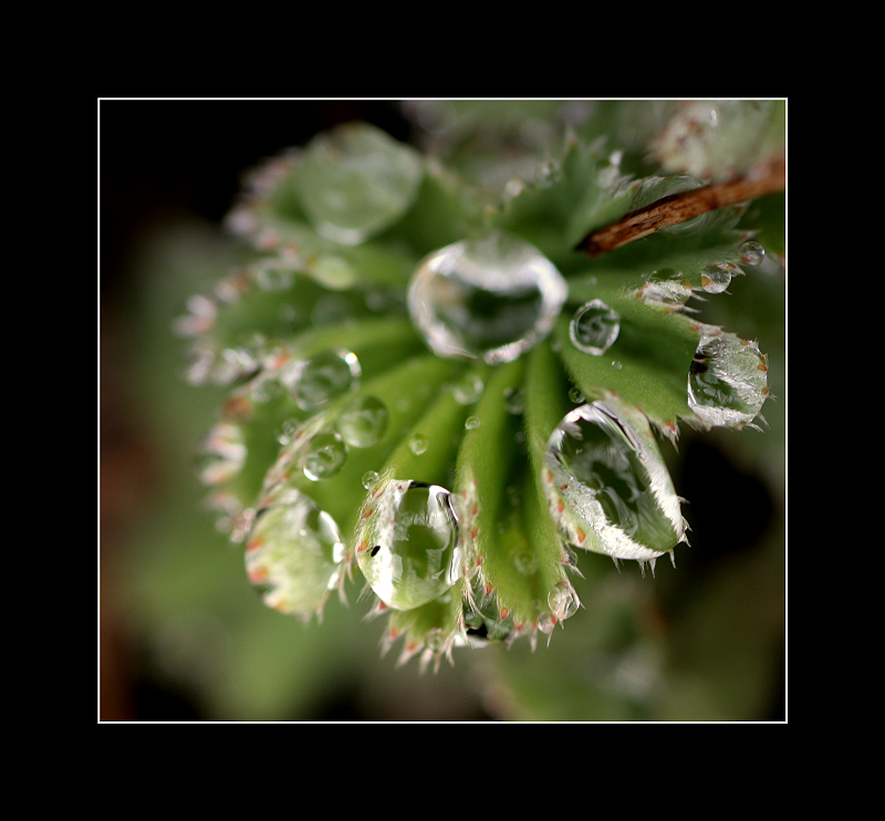 Frauen(regen)mantel