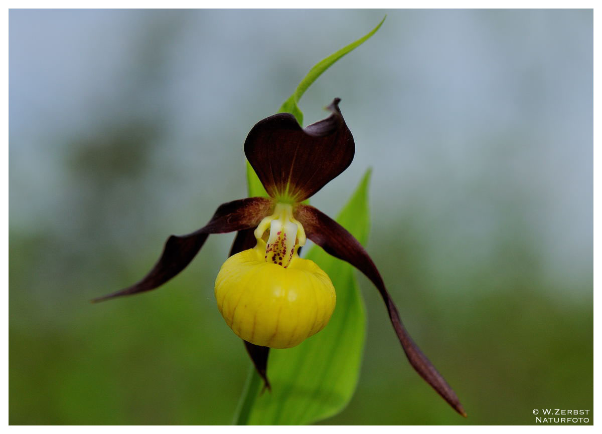 - Frauenschuh 2 - ( Cypripedium calceolus )