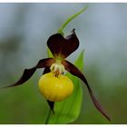 - Frauenschuh 2 - ( Cypripedium calceolus )