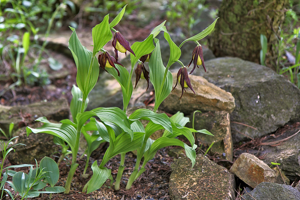 Frauenschuh