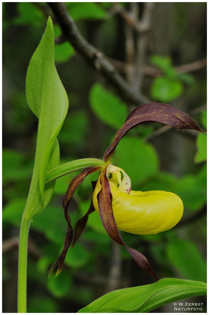 - Frauenschuh 3 - ( Cypripedium calceolus )