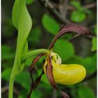 - Frauenschuh 3 - ( Cypripedium calceolus )