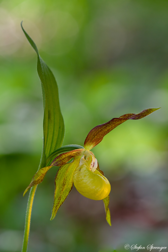 Frauenschuh 3/10 var. viridiflora