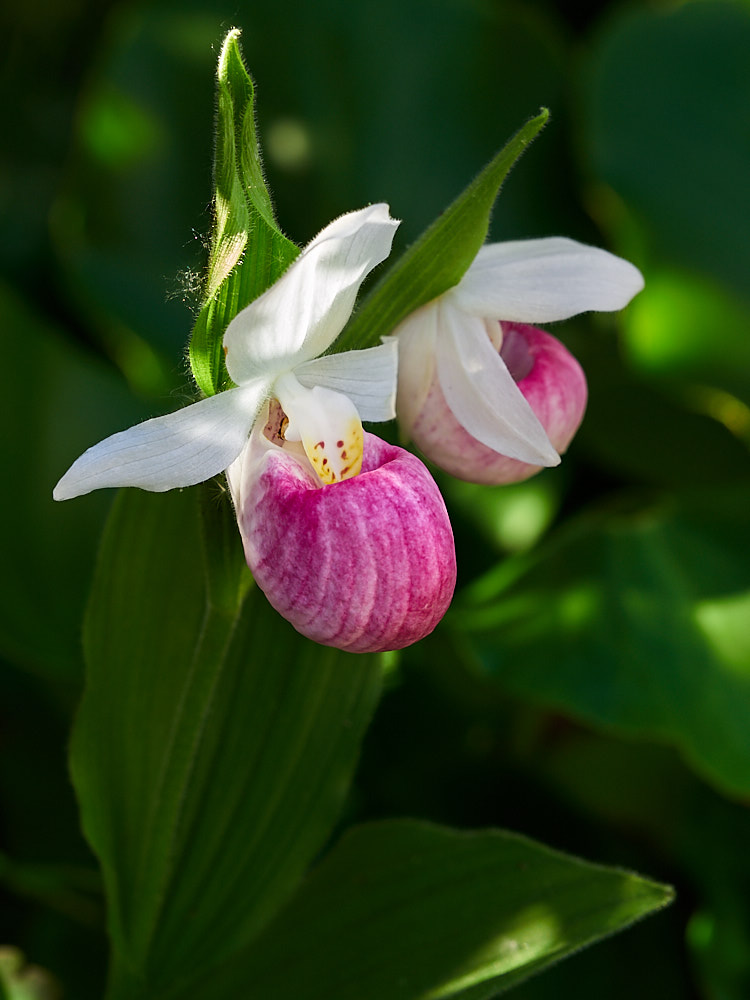 Frauenschuh