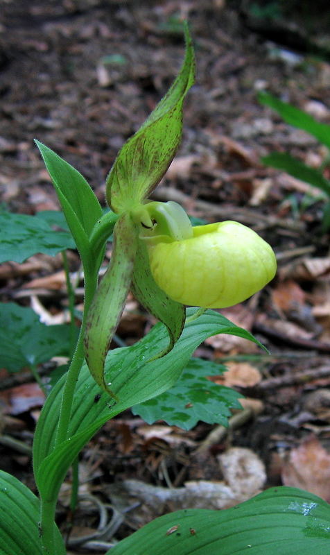 Frauenschuh