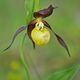 Flora-Orchideen