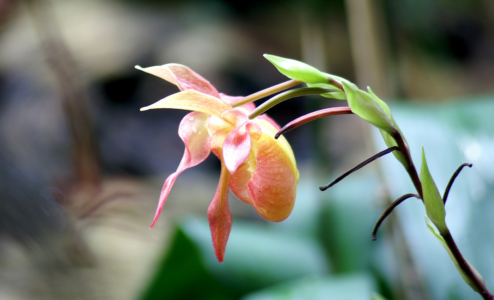 Frauenschuh - Biosphäre Potsdam