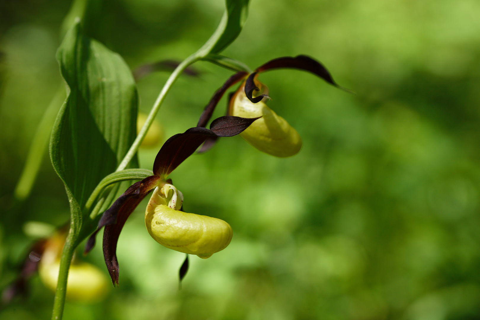 Frauenschuh (Cypripedium calceolens)