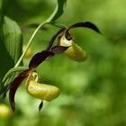 Frauenschuh (Cypripedium calceolens)