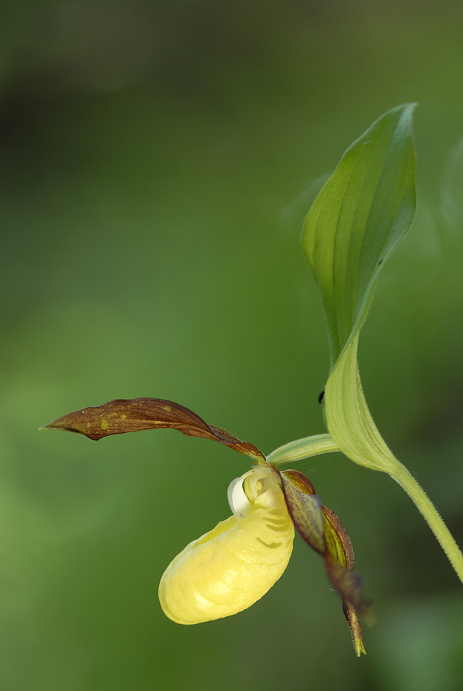 Frauenschuh (Cypripedium calceolens) 2