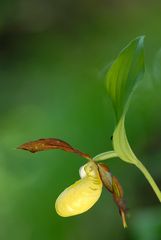 Frauenschuh (Cypripedium calceolens) 2