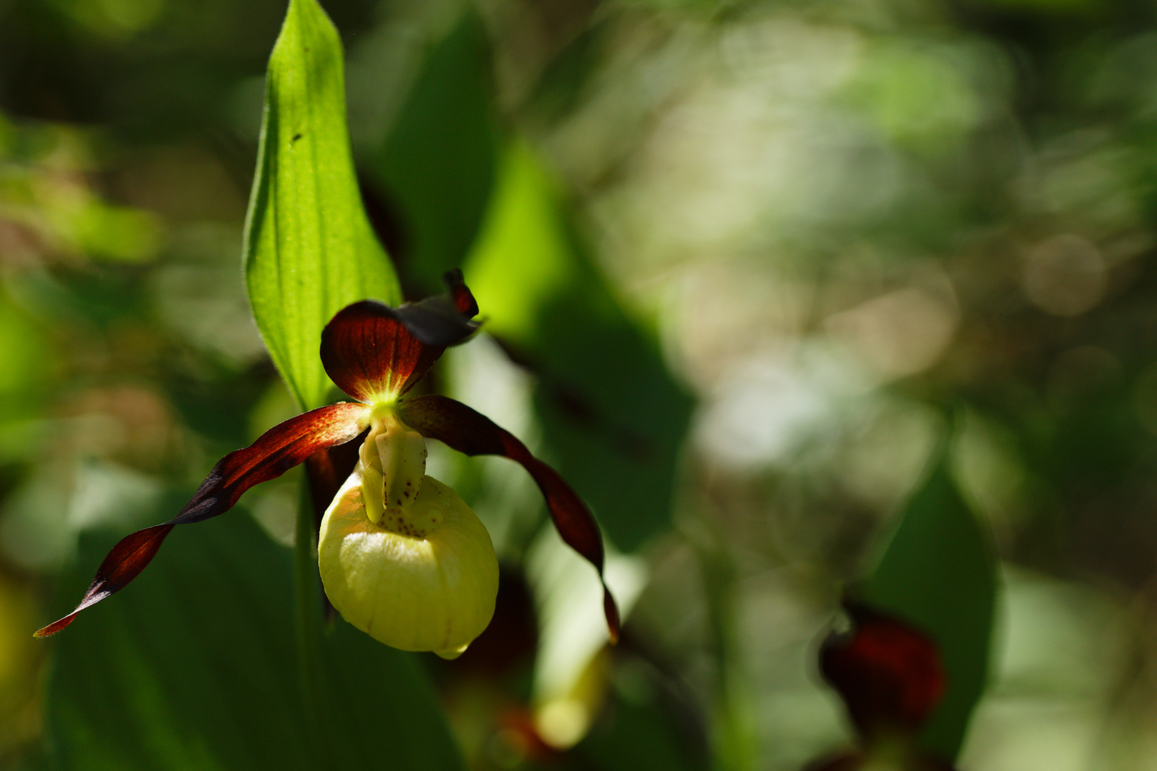 Frauenschuh (Cypripedium calceolens)