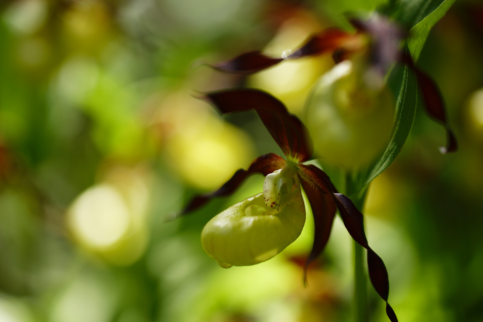 Frauenschuh (Cypripedium calceolens)