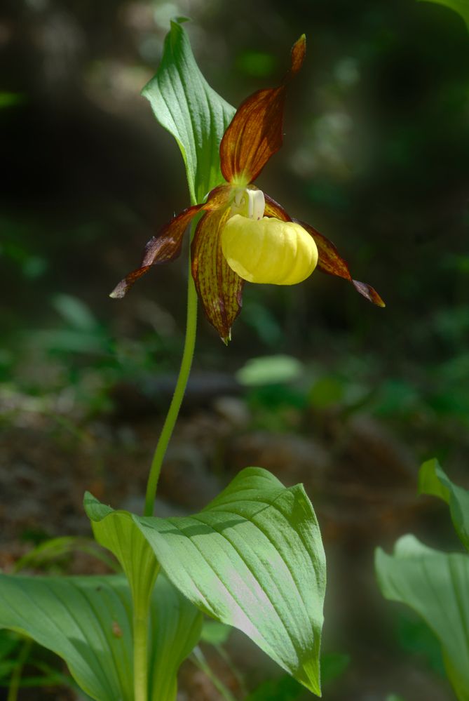 Frauenschuh (Cypripedium calceolens)