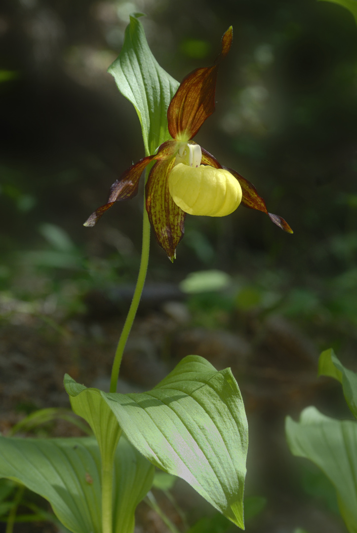 Frauenschuh (Cypripedium calceolens)