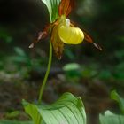 Frauenschuh (Cypripedium calceolens)