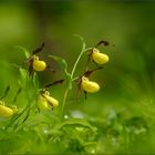 frauenschuh (Cypripedium calceolus), 01/14